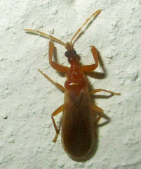 Enicocephalidae