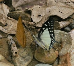 Polyura eudamippus