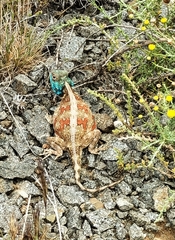 Agama aculeata
