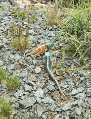 Agama aculeata