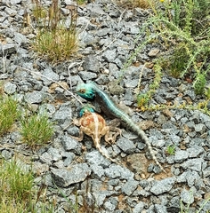 Agama aculeata