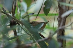 Phylloscopus schwarzi