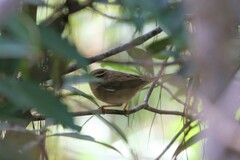 Phylloscopus schwarzi