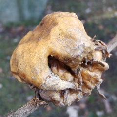 Andricus dentimitratus