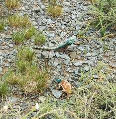 Agama aculeata