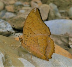 Charaxes marmax
