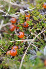 Coprosma perpusilla