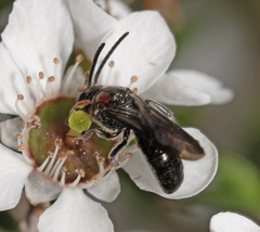 Callomelitta littleri