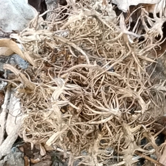 Andricus caputmedusae