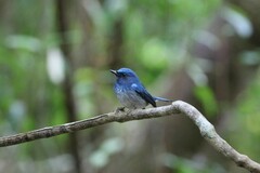 Cyornis hainanus