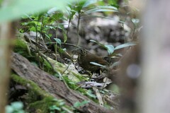 Zoothera marginata