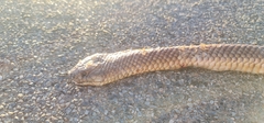 Pseudechis australis