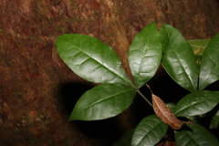 Acronychia pubescens