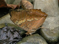 Charaxes marmax