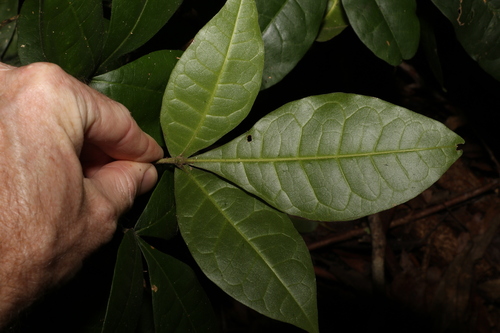 Image of Acronychia pubescens by (c) Greg Tasney, some rights reserved (CC BY-SA)
