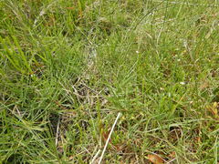 Distichlis distichophylla