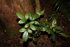 Acronychia pubescens