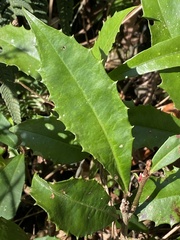 Ardisia cornudentata morrisonensis