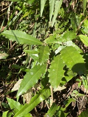 Ardisia cornudentata morrisonensis