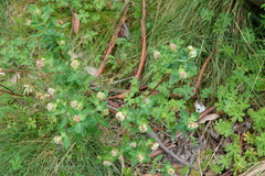 Pimelea ligustrina
