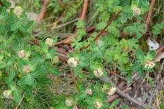 Pimelea ligustrina