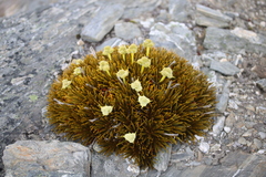 Aciphylla simplex