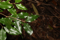 Syzygium francisii