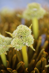 Aciphylla simplex