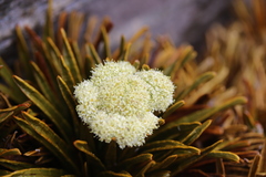 Aciphylla simplex