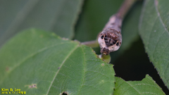 Bombyx mandarina