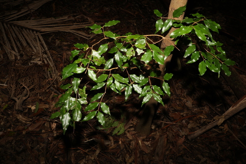 Image of Syzygium francisii by (c) Greg Tasney, some rights reserved (CC BY-SA)