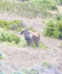 Tragelaphus oryx oryx