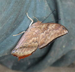 Charaxes