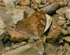 Vagrans sinha