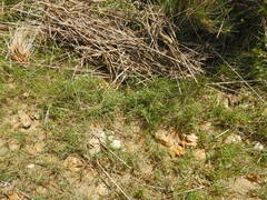 Distichlis distichophylla