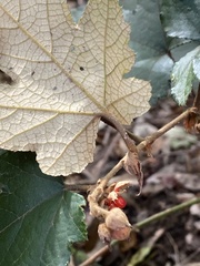 Rubus reflexus