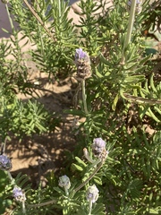 Lavandula dentata