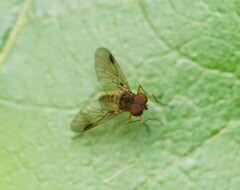 Chrysopilus