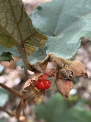 Rubus reflexus