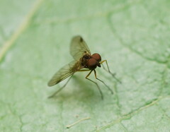 Chrysopilus
