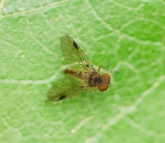 Chrysopilus
