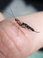 Ichneumonidae