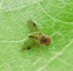 Chrysopilus