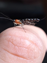 Ichneumonidae