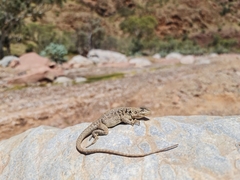 Ctenophorus vadnappa