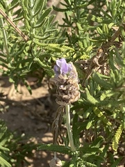 Lavandula dentata