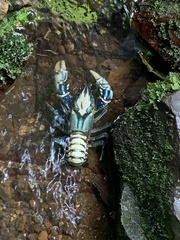 Euastacus sulcatus