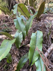 Pyrrosia lingua