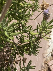 Lavandula dentata