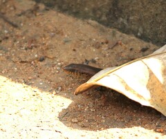 Eutropis macularia